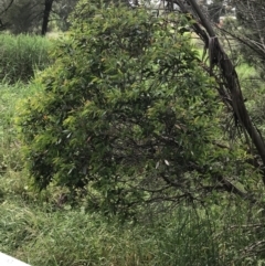 Eucalyptus stellulata at Umbagong District Park - 25 Nov 2021