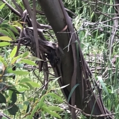 Eucalyptus stellulata at Umbagong District Park - 25 Nov 2021