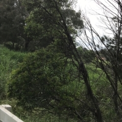 Eucalyptus stellulata at Latham, ACT - 25 Nov 2021