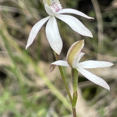 Caladenia moschata (Musky Caps) at Paddys River, ACT - 23 Nov 2021 by JaneR