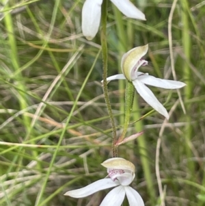 Caladenia moschata at Paddys River, ACT - suppressed