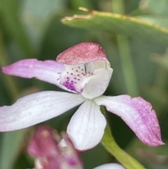 Caladenia moschata (Musky Caps) at Paddys River, ACT - 23 Nov 2021 by JaneR