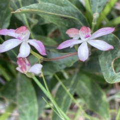 Caladenia moschata at Paddys River, ACT - suppressed