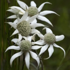 Actinotus helianthi (Flannel Flower) - 1 Jan 1900 by Aussiegall