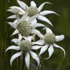 Actinotus helianthi (Flannel Flower) at Bundanoon, NSW - 23 Nov 2021 by Aussiegall