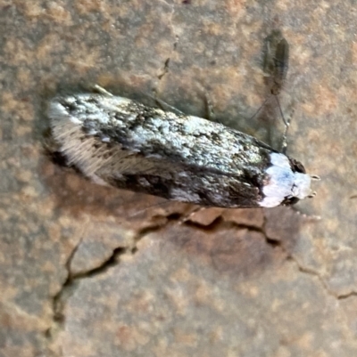 Endrosis sarcitrella (White-shouldered House Moth) at Jerrabomberra, NSW - 25 Nov 2021 by Steve_Bok