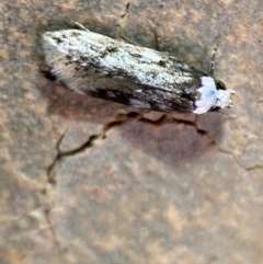 Endrosis sarcitrella at Jerrabomberra, NSW - 25 Nov 2021