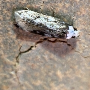 Endrosis sarcitrella at Jerrabomberra, NSW - 25 Nov 2021