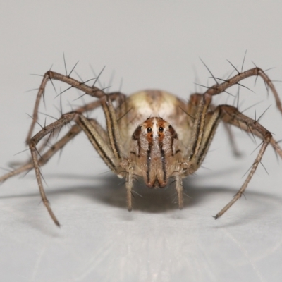 Oxyopes sp. (genus) (Lynx spider) at Evatt, ACT - 25 Nov 2021 by TimL