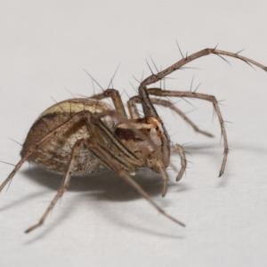 Oxyopes sp. (genus) at Evatt, ACT - 25 Nov 2021 01:29 PM