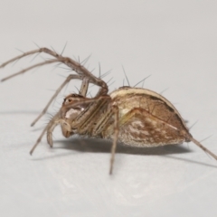 Oxyopes sp. (genus) at Evatt, ACT - 25 Nov 2021 01:29 PM