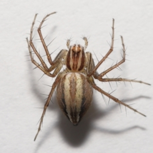 Oxyopes sp. (genus) at Evatt, ACT - 25 Nov 2021