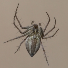 Oxyopes sp. (genus) at Evatt, ACT - 25 Nov 2021