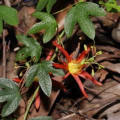 Passiflora cinnabarina (Red Passionflower) at ANBG - 31 Oct 2021 by TimL