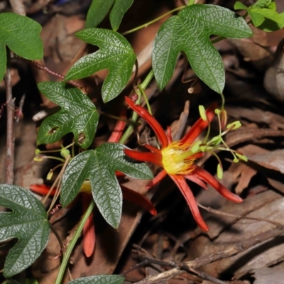 Passiflora cinnabarina (Red Passionflower) at Acton, ACT - 31 Oct 2021 by TimL