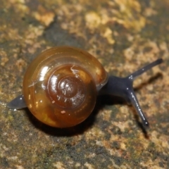 Oxychilus alliarius (Garlic Snail) at ANBG - 7 Nov 2021 by TimL