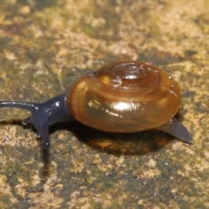 Oxychilus alliarius at Acton, ACT - 7 Nov 2021