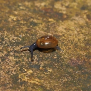 Oxychilus alliarius at Acton, ACT - 7 Nov 2021 11:00 AM