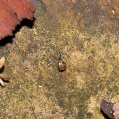 Oxychilus alliarius at Acton, ACT - 7 Nov 2021