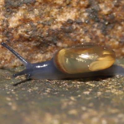 Oxychilus alliarius (Garlic Snail) at ANBG - 7 Nov 2021 by TimL