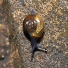 Oxychilus alliarius at Acton, ACT - 7 Nov 2021