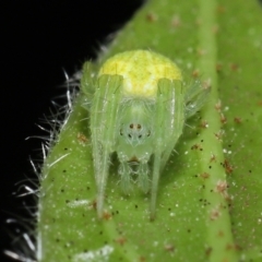 Araneus sp. (genus) at Evatt, ACT - 14 Sep 2021