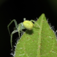 Araneus sp. (genus) at Evatt, ACT - 14 Sep 2021