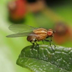 Sapromyza brunneovittata (A lauxid fly) at Evatt, ACT - 31 Oct 2021 by TimL