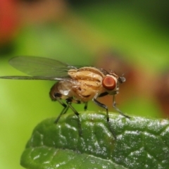 Sapromyza brunneovittata at Evatt, ACT - 1 Nov 2021