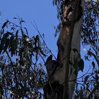 Callocephalon fimbriatum (Gang-gang Cockatoo) at Federal Golf Course - 11 Nov 2021 by Flutteringsparrow2