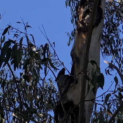 Callocephalon fimbriatum (Gang-gang Cockatoo) at Federal Golf Course - 10 Nov 2021 by Flutteringsparrow2