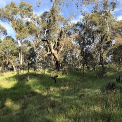 Callocephalon fimbriatum (Gang-gang Cockatoo) at Red Hill, ACT - 2 Nov 2021 by Flutteringsparrow2