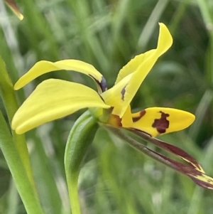 Diuris sulphurea at Paddys River, ACT - 23 Nov 2021