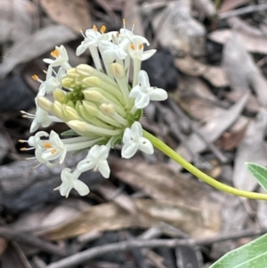 Pimelea linifolia at Paddys River, ACT - 23 Nov 2021