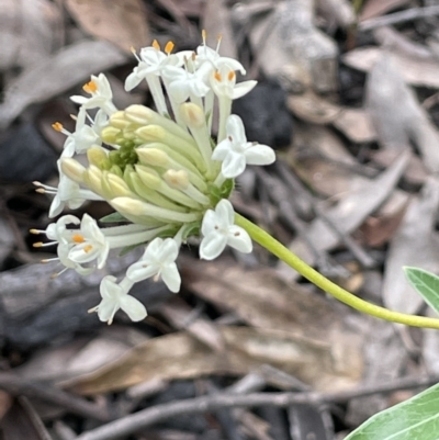 Pimelea linifolia (Slender Rice Flower) at Paddys River, ACT - 23 Nov 2021 by JaneR