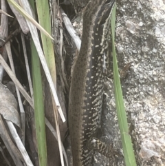 Eulamprus heatwolei (Yellow-bellied Water Skink) at Paddys River, ACT - 23 Nov 2021 by JaneR