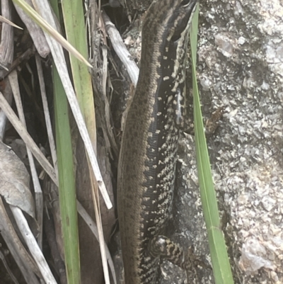 Eulamprus heatwolei (Yellow-bellied Water Skink) at Paddys River, ACT - 23 Nov 2021 by JaneR