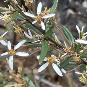 Olearia erubescens at Paddys River, ACT - 23 Nov 2021