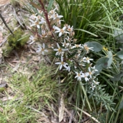 Olearia erubescens at Paddys River, ACT - 23 Nov 2021