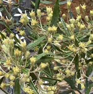 Olearia erubescens at Paddys River, ACT - 23 Nov 2021 02:15 PM