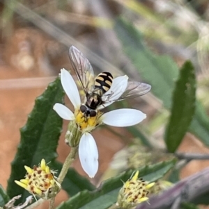 Melangyna viridiceps at Paddys River, ACT - 23 Nov 2021