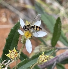 Melangyna viridiceps at Paddys River, ACT - 23 Nov 2021 02:15 PM