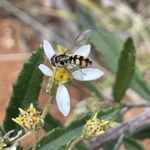 Melangyna viridiceps at Paddys River, ACT - 23 Nov 2021