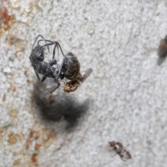 Milichiidae (family) (Freeloader fly) at ANBG - 19 Nov 2021 by TimL