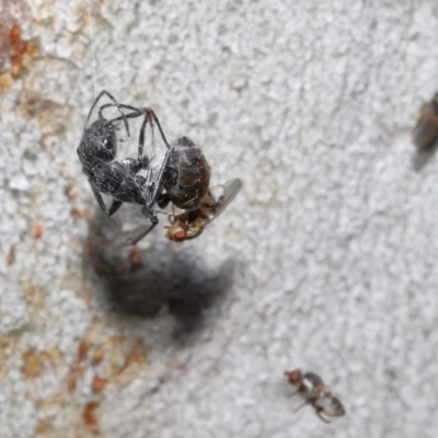 Milichiidae (family) (Freeloader fly) at Acton, ACT - 19 Nov 2021 by TimL