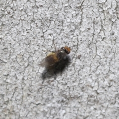 Milichiidae (family) at Acton, ACT - 19 Nov 2021