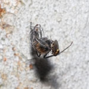 Milichiidae (family) at Acton, ACT - 19 Nov 2021