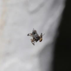 Milichiidae (family) at Acton, ACT - 19 Nov 2021