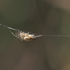 Araneinae (subfamily) (Orb weaver) at Mount Taylor - 6 Oct 2021 by BarrieR