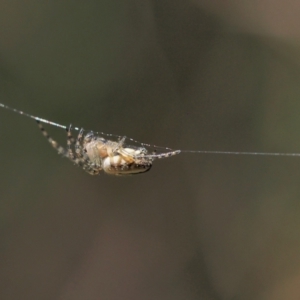 Araneinae (subfamily) at Kambah, ACT - 6 Oct 2021 12:38 PM